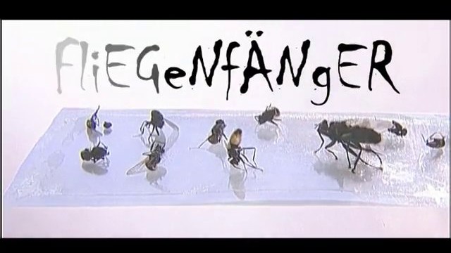 Fliegenfänger